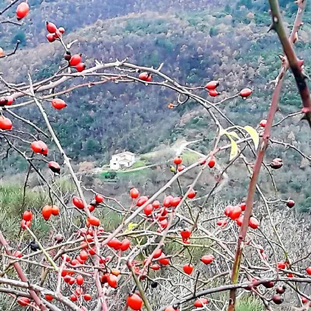 On The Hill Between Gubbio And Perugia * Coltavolino